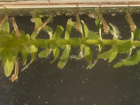 larva nyamuk